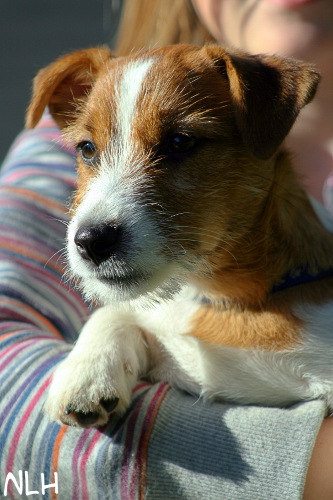 100926_robin 4 kk3.jpg - Robin 4 kk